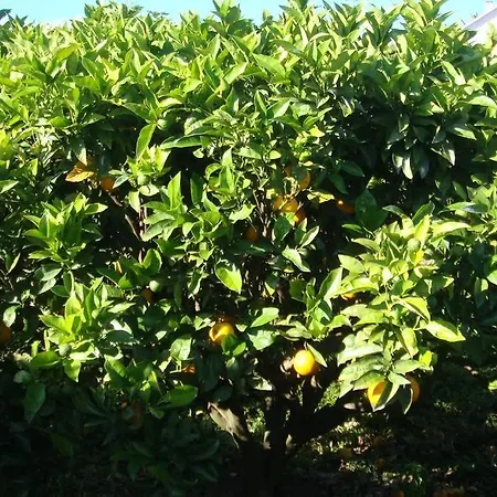 Dom wakacyjny Silveira's Lajes do Pico